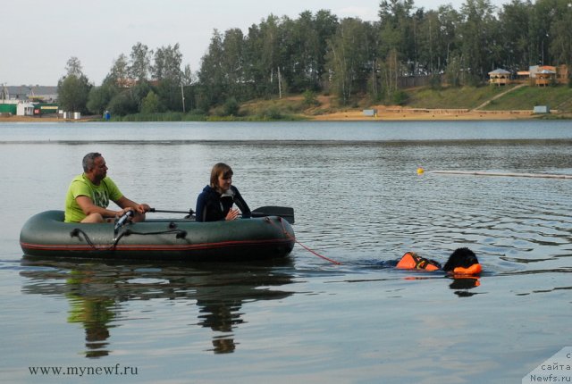 Фото: ньюфаундленд Питерньюф Еверест