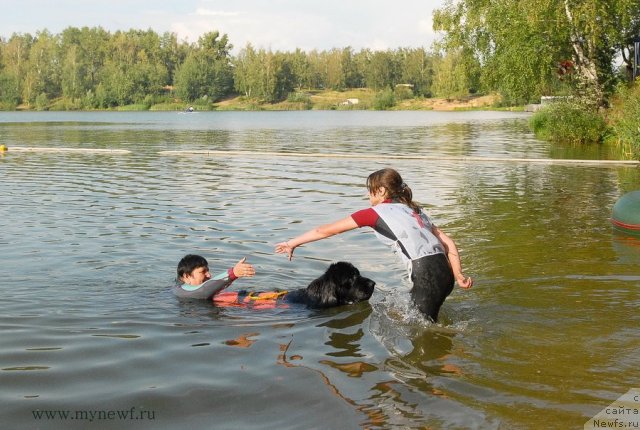 Фото: ньюфаундленд Питерньюф Еверест