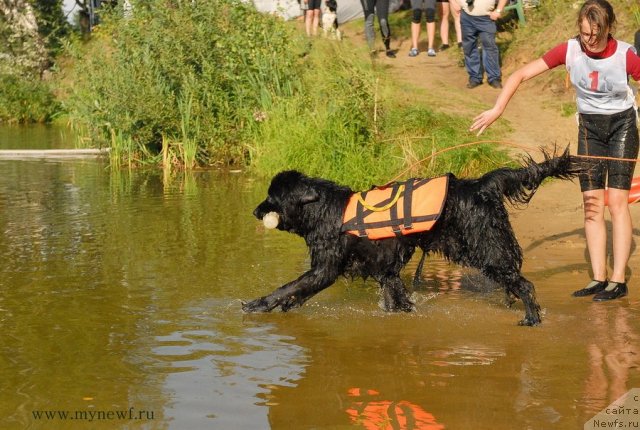 Фото: ньюфаундленд Питерньюф Еверест