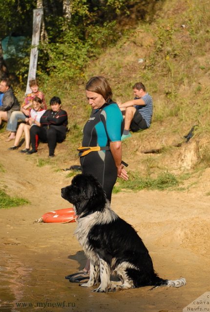 Фото: ньюфаундленд Питерньюф И Дид Ит Агаин (Piternyuf I Did It Again)