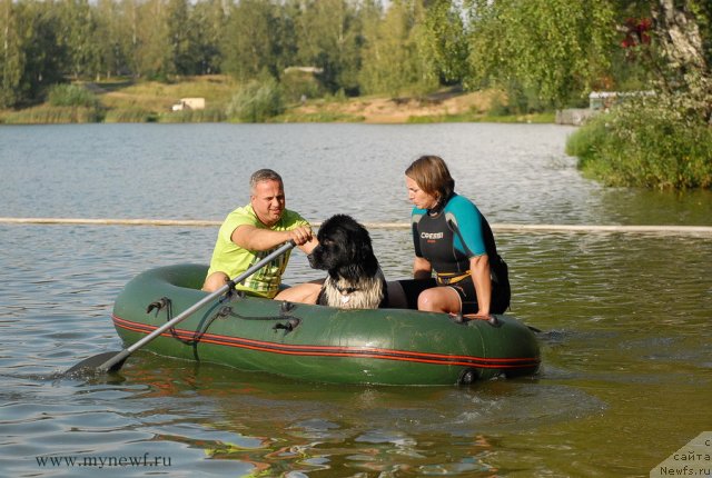 Фото: ньюфаундленд Питерньюф И Дид Ит Агаин (Piternyuf I Did It Again)