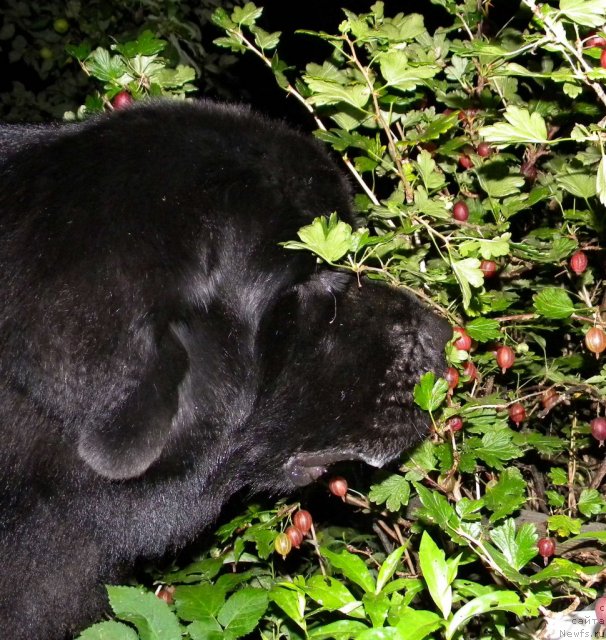 Фото: ньюфаундленд Акватория Келвин Кадриль (Aquatoriya Kelvin Kadril)