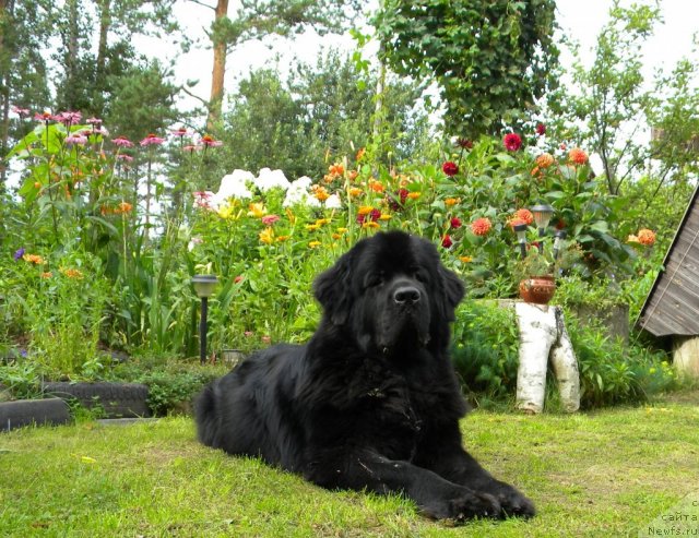 Фото: ньюфаундленд Акватория Келвин Кадриль (Aquatoriya Kelvin Kadril)