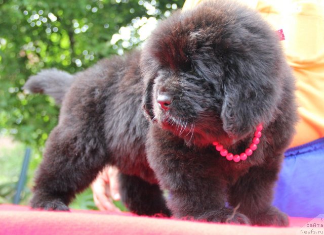 Фото: ньюфаундленд Бегущая по Волнам Хаста ла Виста (Beguschaya po Volnam Hasta la Vista)