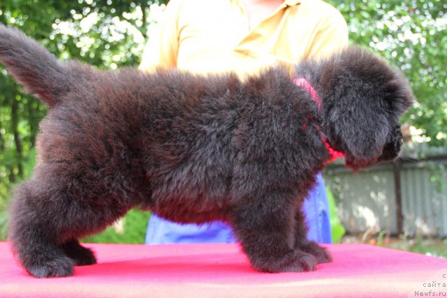 Фото: ньюфаундленд Аллегро Кон Брио Династия Совершенства (Allegro Con Brio Dinastiya Soverchenstva)