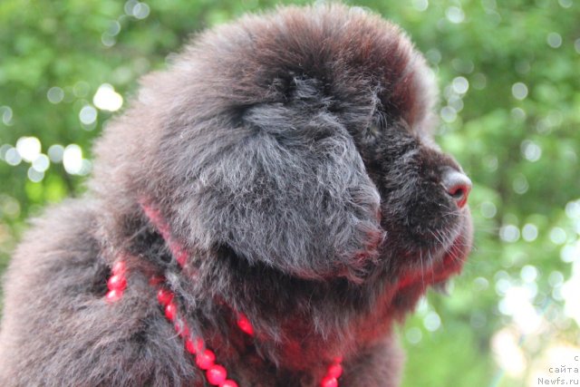 Фото: ньюфаундленд Аллегро Кон Брио Династия Совершенства (Allegro Con Brio Dinastiya Soverchenstva)