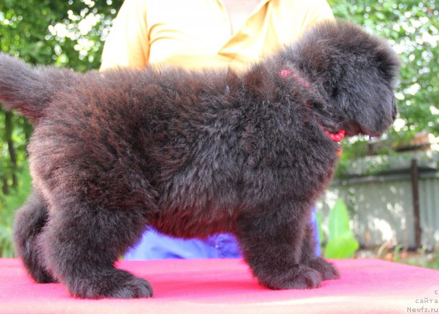 Фото: ньюфаундленд Аллегро Кон Брио Династия Совершенства (Allegro Con Brio Dinastiya Soverchenstva)
