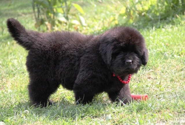 Фото: ньюфаундленд Аллегро Кон Брио Династия Совершенства (Allegro Con Brio Dinastiya Soverchenstva)