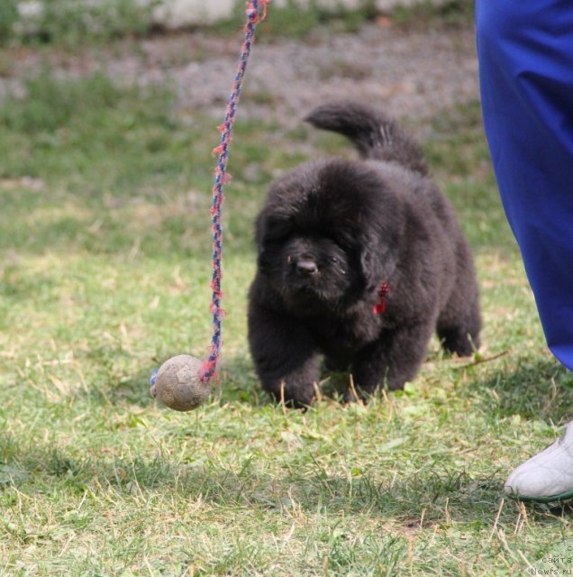 Фото: ньюфаундленд Аллегро Кон Брио Династия Совершенства (Allegro Con Brio Dinastiya Soverchenstva)