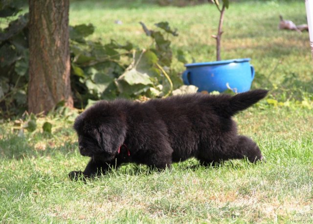 Фото: ньюфаундленд Аллегро Кон Брио Династия Совершенства (Allegro Con Brio Dinastiya Soverchenstva)