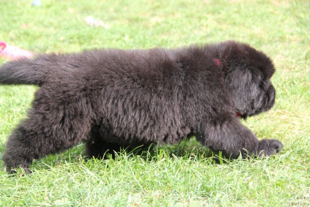 Фото: ньюфаундленд Аллегро Кон Брио Династия Совершенства (Allegro Con Brio Dinastiya Soverchenstva)