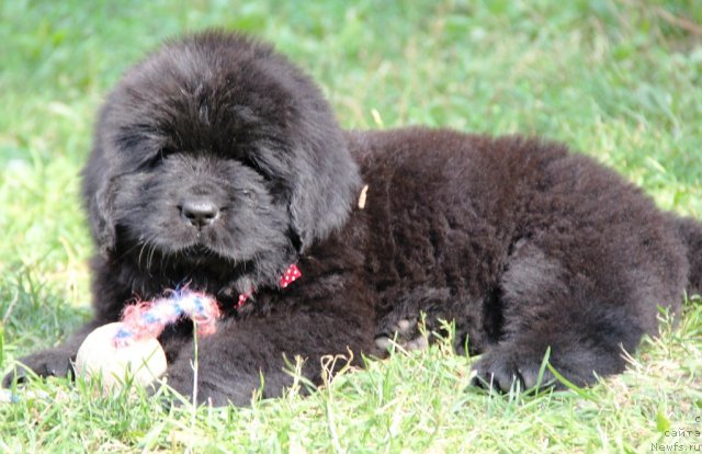 Фото: ньюфаундленд Аллегро Кон Брио Династия Совершенства (Allegro Con Brio Dinastiya Soverchenstva)