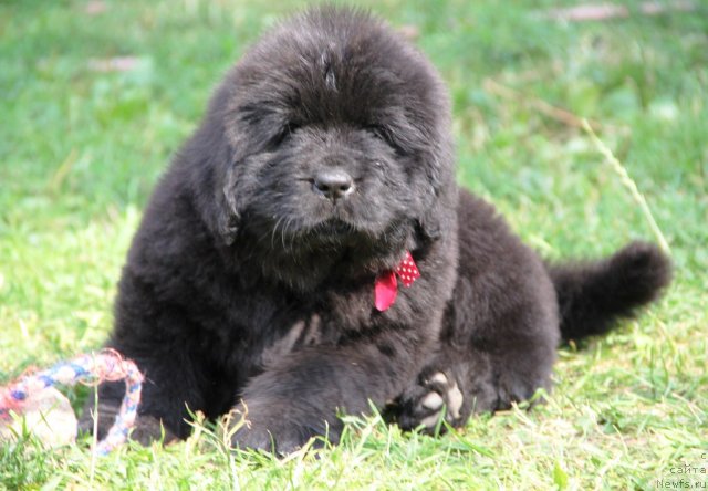 Фото: ньюфаундленд Аллегро Кон Брио Династия Совершенства (Allegro Con Brio Dinastiya Soverchenstva)