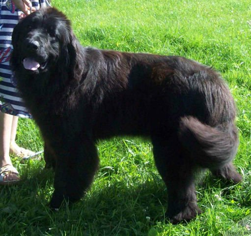 Фото: ньюфаундленд Загадка Души