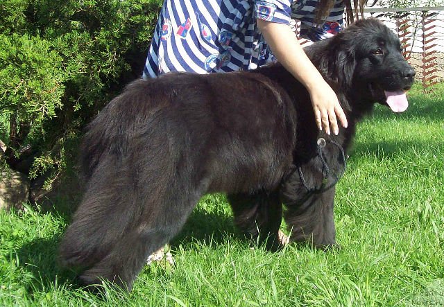 Фото: ньюфаундленд Загадка Души