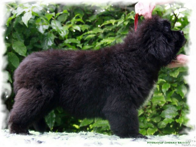 Фотография № 104495