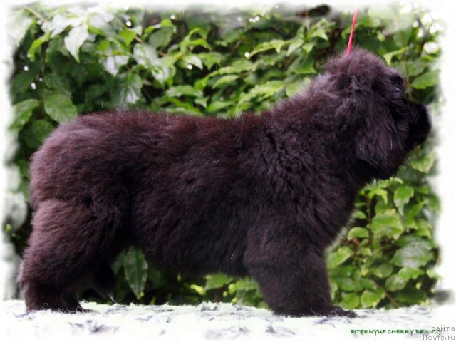 Фотография № 104496