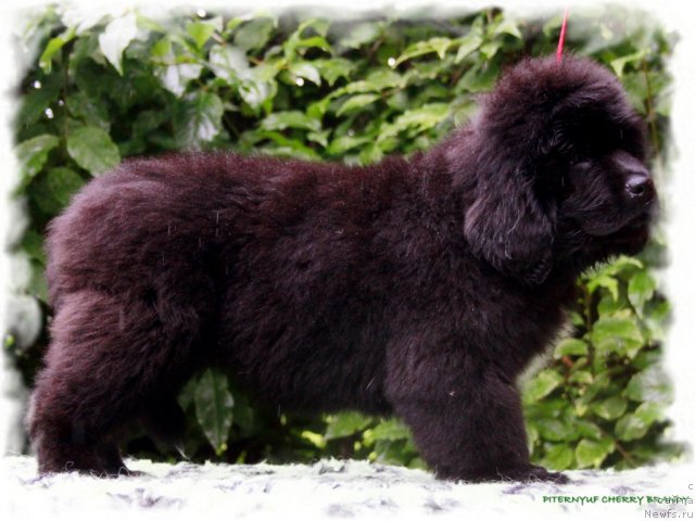 Фотография № 104497