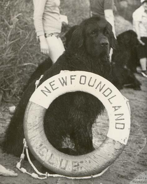 Фото: ньюфаундленд Боцман