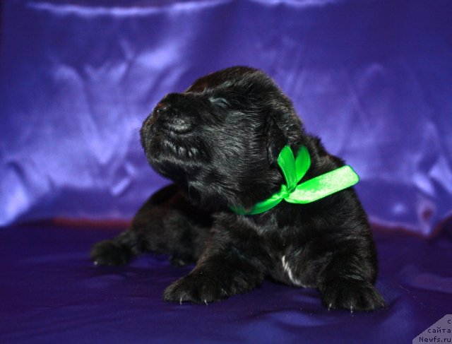 Фото: щенок, ньюфаундленд Ньюфорт Бай'ю Тиана, ньюфаундленд King of Helluland I'm Precious