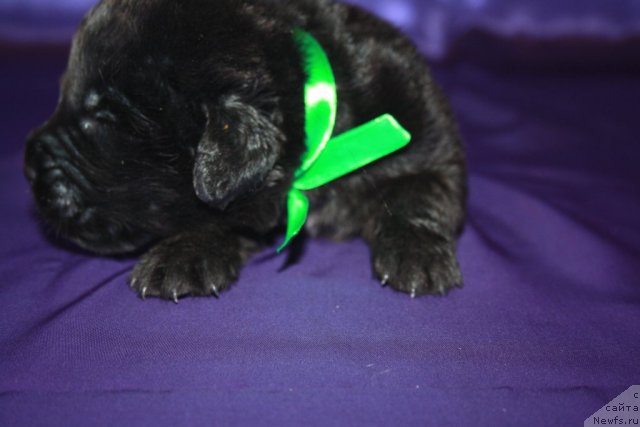 Фото: щенок, ньюфаундленд Ньюфорт Бай'ю Тиана, ньюфаундленд King of Helluland I'm Precious