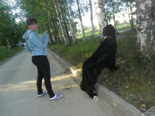 Фото: ньюфаундленд Акватория Келвин Королева Марго