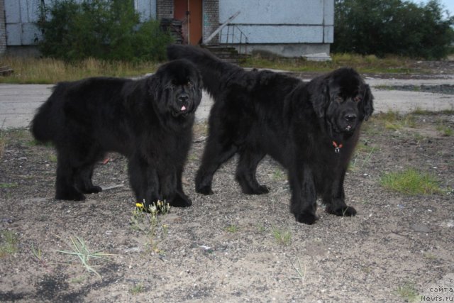 Фото: ньюфаундленд Fortuna of Giant's Island, ньюфаундленд Глория Гранд Блек