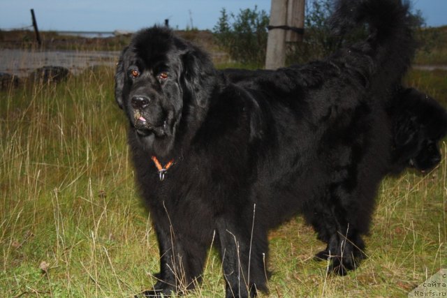 Фото: ньюфаундленд Глория Гранд Блек, ньюфаундленд Fortuna of Giant's Island