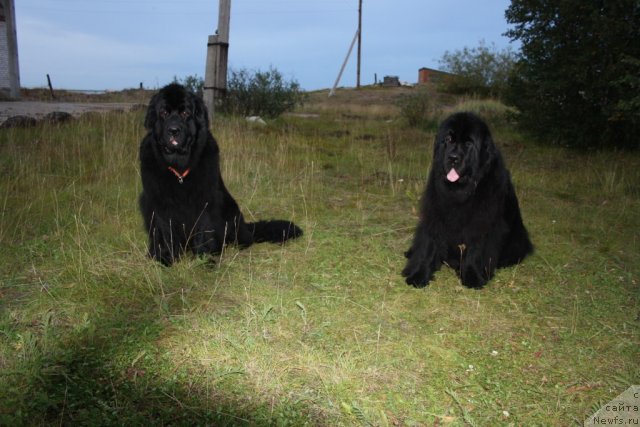 Фото: ньюфаундленд Глория Гранд Блек, ньюфаундленд Fortuna of Giant's Island