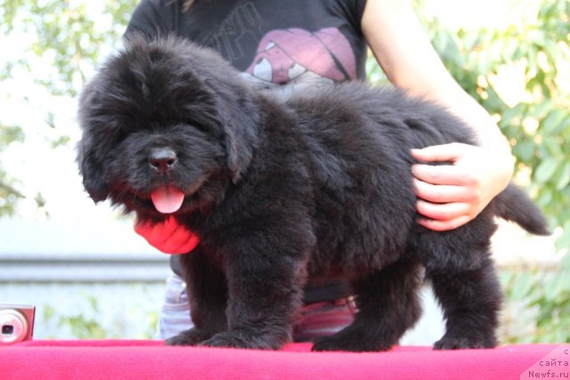 Фото: ньюфаундленд Альфа Таури Династия Совершенства (Аlpha Tauri Dinastiya Soverchenstva)