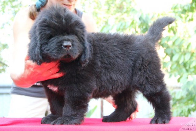 Фото: ньюфаундленд Альфа Таури Династия Совершенства (Аlpha Tauri Dinastiya Soverchenstva)