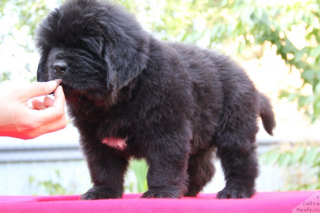 Фото: ньюфаундленд Альфа Таури Династия Совершенства (Аlpha Tauri Dinastiya Soverchenstva)