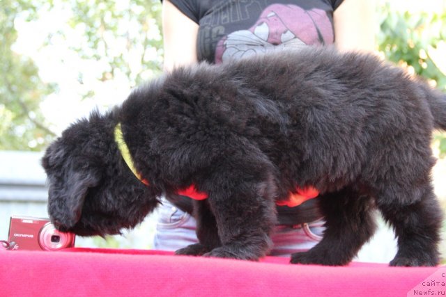 Фото: ньюфаундленд Альфа Таури Династия Совершенства (Аlpha Tauri Dinastiya Soverchenstva)