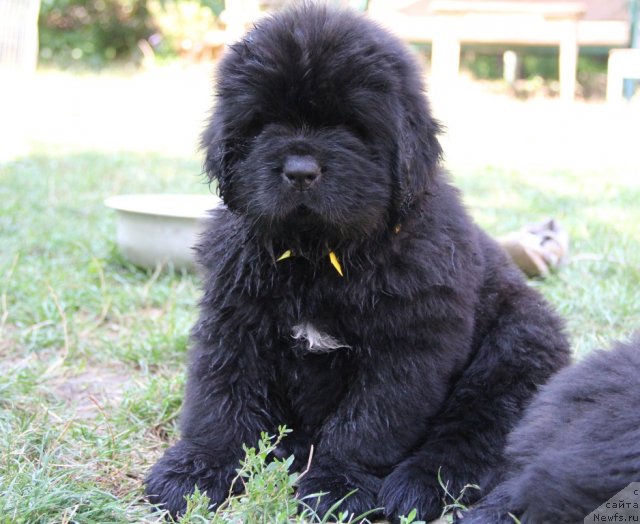 Фото: ньюфаундленд Альфа Таури Династия Совершенства (Аlpha Tauri Dinastiya Soverchenstva)