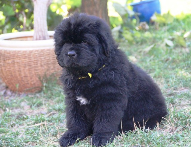 Фото: ньюфаундленд Альфа Таури Династия Совершенства (Аlpha Tauri Dinastiya Soverchenstva)