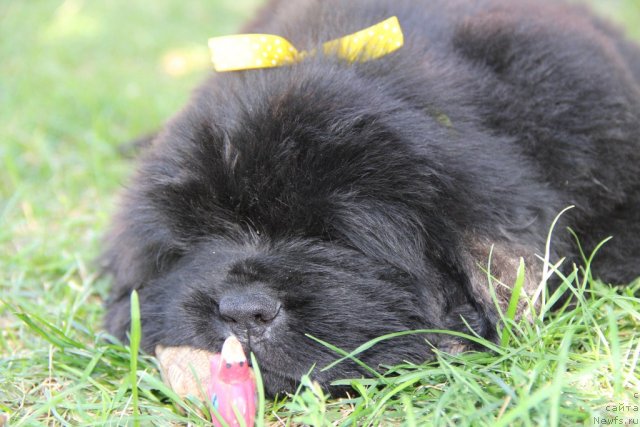 Фото: ньюфаундленд Альфа Таури Династия Совершенства (Аlpha Tauri Dinastiya Soverchenstva)