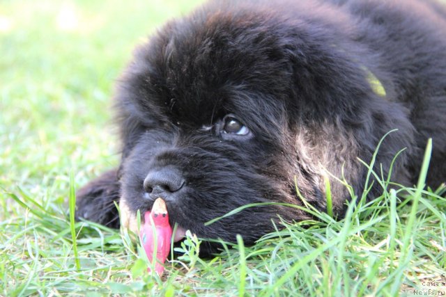 Фото: ньюфаундленд Альфа Таури Династия Совершенства (Аlpha Tauri Dinastiya Soverchenstva)