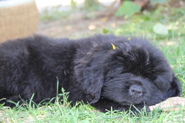 Фото: ньюфаундленд Альфа Таури Династия Совершенства (Аlpha Tauri Dinastiya Soverchenstva)
