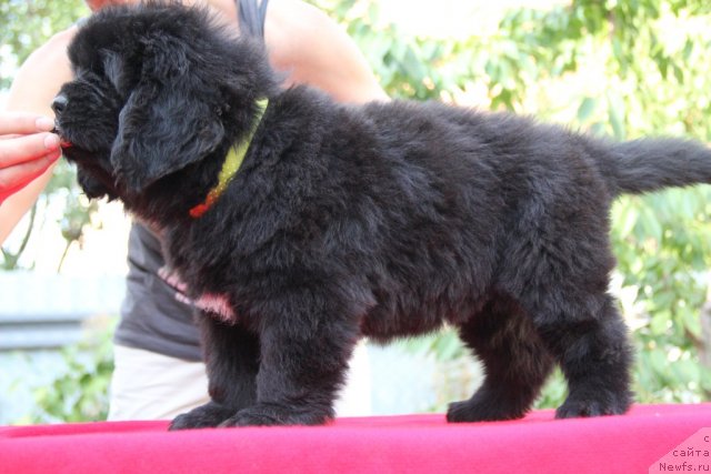 Фото: ньюфаундленд Альфа Таури Династия Совершенства (Аlpha Tauri Dinastiya Soverchenstva)