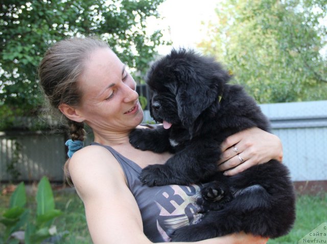 Фото: ньюфаундленд Альфа Таури Династия Совершенства (Аlpha Tauri Dinastiya Soverchenstva)