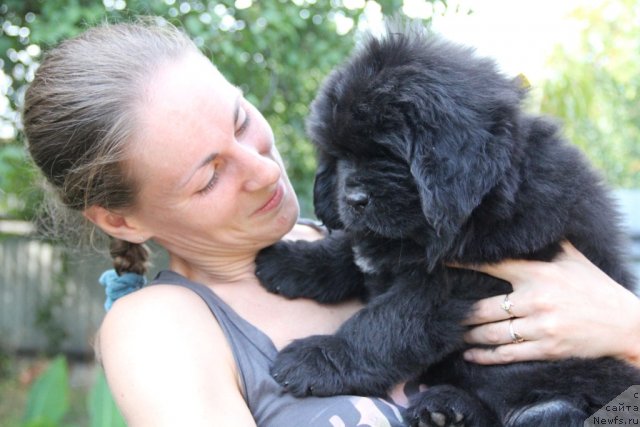 Фото: ньюфаундленд Альфа Таури Династия Совершенства (Аlpha Tauri Dinastiya Soverchenstva)