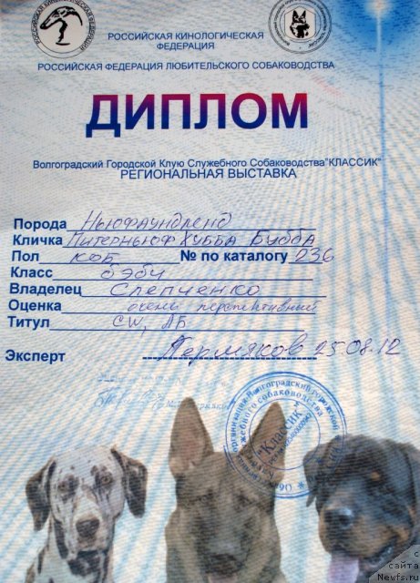 Фото: ньюфаундленд Питерньюф Хубба-Бубба