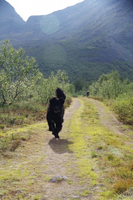 Фото: ньюфаундленд Питерньюф Нота Бене (Piternyuf Nota Bene)
