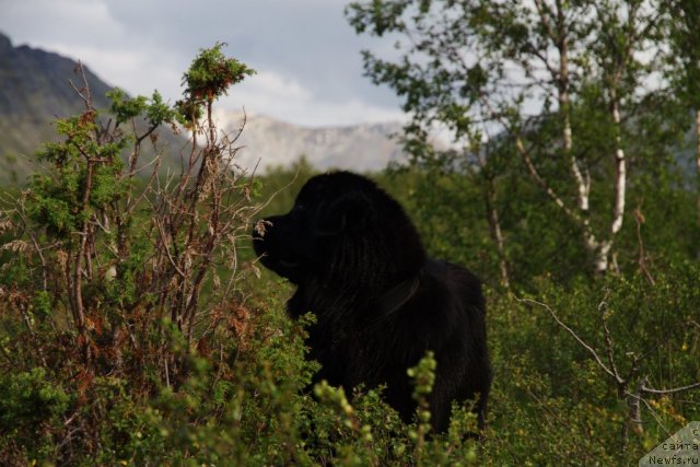 Фото: ньюфаундленд Питерньюф Нота Бене (Piternyuf Nota Bene)