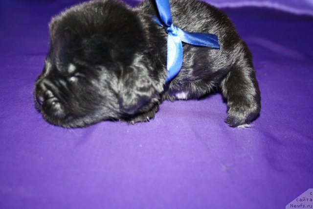 Фото: щенок, ньюфаундленд King of Helluland I'm Precious, ньюфаундленд Ньюфорт Бай'ю Тиана