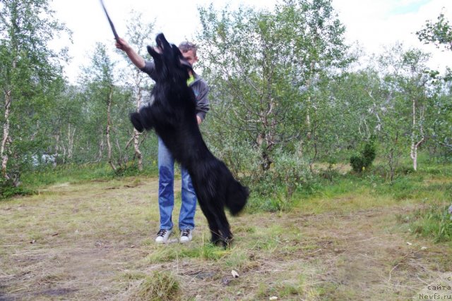 Фото: ньюфаундленд Питерньюф Нота Бене (Piternyuf Nota Bene)