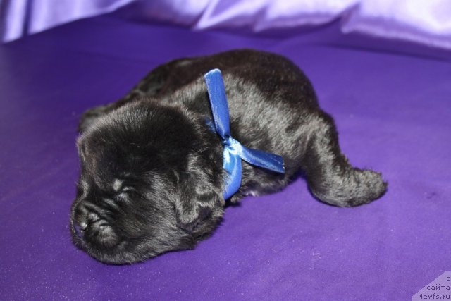 Фото: щенок, ньюфаундленд King of Helluland I'm Precious, ньюфаундленд Ньюфорт Бай'ю Тиана