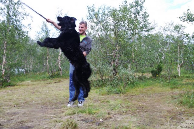 Фото: ньюфаундленд Питерньюф Нота Бене (Piternyuf Nota Bene)