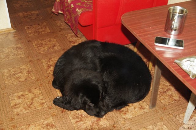 Фото: ньюфаундленд Питерньюф Нота Бене (Piternyuf Nota Bene)