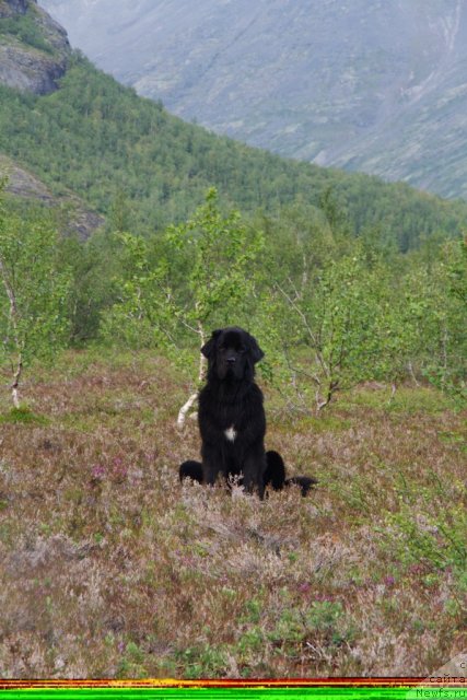 Фото: ньюфаундленд Питерньюф Нота Бене (Piternyuf Nota Bene)